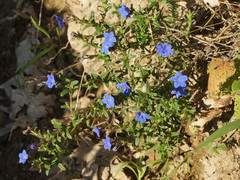 Glandora prostrata lusitanica