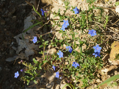Glandora prostrata lusitanica