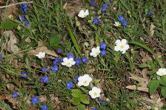 Arenaria montana