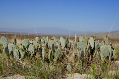 Opuntia basilaris treleasei