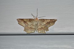 Euchlaena amoenaria