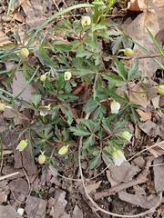 Anemonoides nemorosa