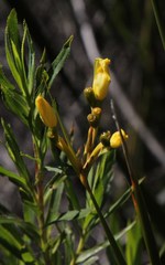 Bobartia gladiata