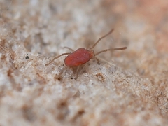 Smarididae