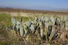 Opuntia basilaris treleasei