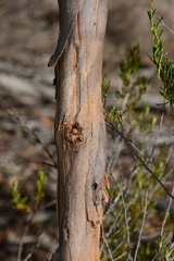 Eucalyptus phenax