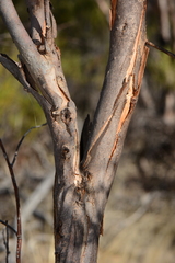 Eucalyptus phenax