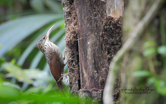 Xiphorhynchus flavigaster