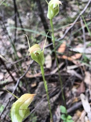 Pterostylis acuminata