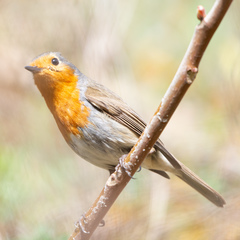 Erithacus rubecula