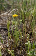 Chaenactis glabriuscula glabriuscula