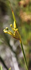 Bobartia gladiata