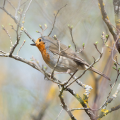 Erithacus rubecula