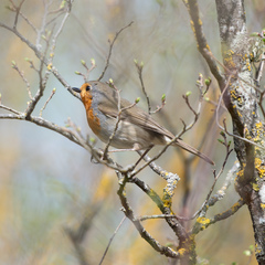 Erithacus rubecula
