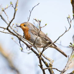 Erithacus rubecula