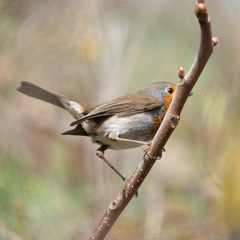 Erithacus rubecula