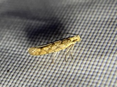 Argyresthia alternatella