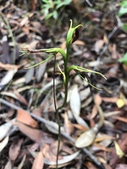 Cryptostylis subulata