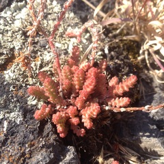 Sedum moranense