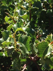 Prunus ilicifolia ilicifolia