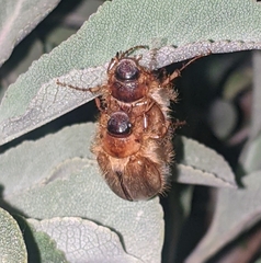 Phobetus comatus