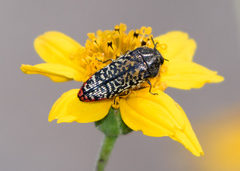 Acmaeodera haemorrhoa