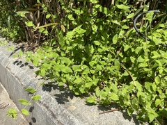 Thyrocarpus glochidiatus