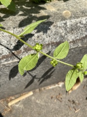 Thyrocarpus glochidiatus