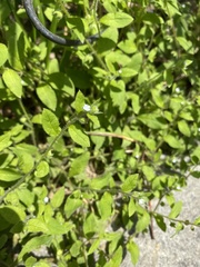 Thyrocarpus glochidiatus