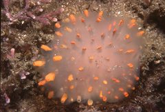 Polycitor giganteus
