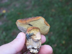 Hortiboletus bubalinus