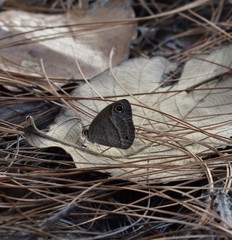 Cissia rubricata pseudocleophes