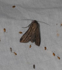 Aegilia describens