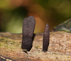 Xylaria castorea