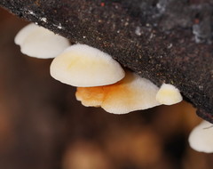 Crepidotus nephrodes