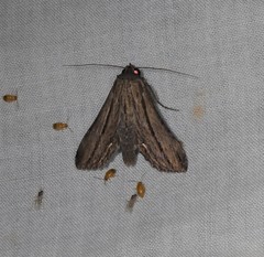 Aegilia describens