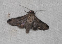 Aegilia describens