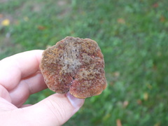 Hortiboletus bubalinus