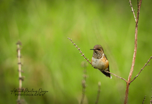 Bumblebee Hummingbird