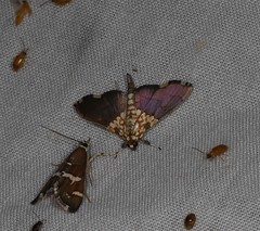 Agrotera longitabulata