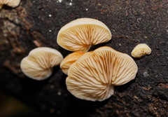 Crepidotus nephrodes