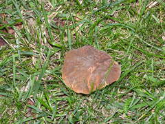 Hortiboletus bubalinus