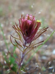 Castilleja exserta exserta