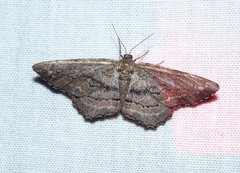 Hypagyrtis brendae