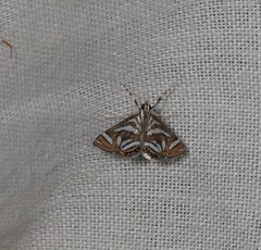 Anydraula pericompsa