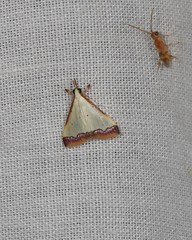 Autocharis hedyphaes