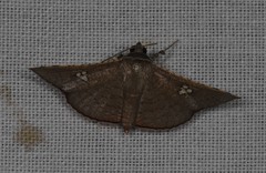 Banisia