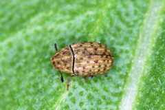 Trigonorhinus limbatus