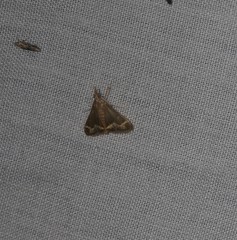 Clupeosoma pellucidalis