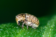 Trigonorhinus limbatus
